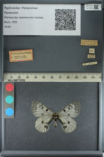 Media type: image;   Entomology 179906